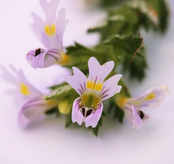 White flowers